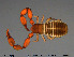  ( - AraVM239)  @11 [ ] Creative Commons  Attribution Non-Commercial Share-Alike (2016) NTNU University Museum, Department of Natural History NTNU University Museum, Department of Natural History