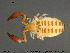  ( - AraVM257)  @11 [ ] Creative Commons  Attribution Non-Commercial Share-Alike (2016) NTNU University Museum, Department of Natural History NTNU University Museum, Department of Natural History