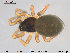  ( - AraVM32)  @14 [ ] CreativeCommons - Attribution Non-Commercial Share-Alike (2015) NTNU University Museum, Department of Natural History NTNU University Museum, Department of Natural History