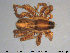  ( - AraVM52)  @14 [ ] CreativeCommons - Attribution Non-Commercial Share-Alike (2015) NTNU University Museum, Department of Natural History NTNU University Museum, Department of Natural History
