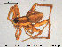  ( - AraVM53)  @14 [ ] CreativeCommons - Attribution Non-Commercial Share-Alike (2015) NTNU University Museum, Department of Natural History NTNU University Museum, Department of Natural History