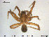  ( - AraVM59)  @13 [ ] CreativeCommons - Attribution Non-Commercial Share-Alike (2015) NTNU University Museum, Department of Natural History NTNU University Museum, Department of Natural History