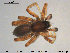  ( - AraVM60)  @14 [ ] CreativeCommons - Attribution Non-Commercial Share-Alike (2015) NTNU University Museum, Department of Natural History NTNU University Museum, Department of Natural History