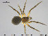  (Dipoena braccata - AraVM65)  @14 [ ] CreativeCommons - Attribution Non-Commercial Share-Alike (2015) NTNU University Museum, Department of Natural History NTNU University Museum, Department of Natural History