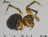  ( - AraVM66)  @14 [ ] CreativeCommons - Attribution Non-Commercial Share-Alike (2015) NTNU University Museum, Department of Natural History NTNU University Museum, Department of Natural History