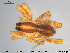  ( - AraVM68)  @14 [ ] CreativeCommons - Attribution Non-Commercial Share-Alike (2015) NTNU University Museum, Department of Natural History NTNU University Museum, Department of Natural History