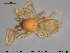  ( - AraVM74)  @13 [ ] CreativeCommons - Attribution Non-Commercial Share-Alike (2015) NTNU University Museum, Department of Natural History NTNU University Museum, Department of Natural History