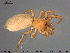  ( - AraVM75)  @14 [ ] CreativeCommons - Attribution Non-Commercial Share-Alike (2015) NTNU University Museum, Department of Natural History NTNU University Museum, Department of Natural History