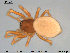  ( - AraVM78)  @11 [ ] CreativeCommons - Attribution Non-Commercial Share-Alike (2015) NTNU University Museum, Department of Natural History NTNU University Museum, Department of Natural History