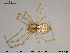  (Incestophantes crucifer - AraVM86)  @14 [ ] CreativeCommons - Attribution Non-Commercial Share-Alike (2015) NTNU University Museum, Department of Natural History NTNU University Museum, Department of Natural History