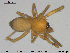  (Palliduphantes antroniensis - AraVM95)  @14 [ ] CreativeCommons - Attribution Non-Commercial Share-Alike (2015) NTNU University Museum, Department of Natural History NTNU University Museum, Department of Natural History
