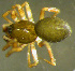  (Semljicola faustus - TRD-ARA106)  @15 [ ] CreativeCommons - Attribution Non-Commercial Share-Alike (2014) Arne Fjellberg Arne Fjellberg Entomological Research