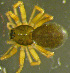  ( - TRD-ARA111)  @14 [ ] CreativeCommons - Attribution Non-Commercial Share-Alike (2014) Arne Fjellberg Arne Fjellberg Entomological Research