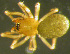  (Asthenargus paganus - TRD-ARA112)  @11 [ ] CreativeCommons - Attribution Non-Commercial Share-Alike (2014) Arne Fjellberg Arne Fjellberg Entomological Research