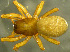  (Hilaira herniosa - TRD-ARA115)  @15 [ ] CreativeCommons - Attribution Non-Commercial Share-Alike (2014) Arne Fjellberg Arne Fjellberg Entomological Research