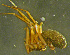  ( - TRD-ARA124)  @13 [ ] CreativeCommons - Attribution Non-Commercial Share-Alike (2014) Arne Fjellberg Arne Fjellberg Entomological Research