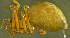  ( - TRD-ARA125)  @13 [ ] CreativeCommons - Attribution Non-Commercial Share-Alike (2014) Arne Fjellberg Arne Fjellberg Entomological Research