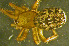  (Enoplognatha - TRD-ARA127)  @15 [ ] CreativeCommons - Attribution Non-Commercial Share-Alike (2014) Arne Fjellberg Arne Fjellberg Entomological Research