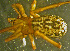  ( - TRD-ARA128)  @11 [ ] CreativeCommons - Attribution Non-Commercial Share-Alike (2014) Arne Fjellberg Arne Fjellberg Entomological Research