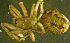  ( - TRD-ARA129)  @13 [ ] CreativeCommons - Attribution Non-Commercial Share-Alike (2014) Arne Fjellberg Arne Fjellberg Entomological Research