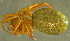  (Hilaira pervicax - TRD-ARA132)  @15 [ ] CreativeCommons - Attribution Non-Commercial Share-Alike (2014) Arne Fjellberg Arne Fjellberg Entomological Research