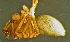 (Thyreosthenius biovatus - TRD-ARA134)  @14 [ ] CreativeCommons - Attribution Non-Commercial Share-Alike (2014) Arne Fjellberg Arne Fjellberg Entomological Research
