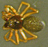  ( - TRD-ARA146)  @13 [ ] CreativeCommons - Attribution Non-Commercial Share-Alike (2014) Arne Fjellberg Arne Fjellberg Entomological Research