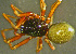  (Lophomma - TRD-ARA148)  @14 [ ] CreativeCommons - Attribution Non-Commercial Share-Alike (2014) Arne Fjellberg Arne Fjellberg Entomological Research