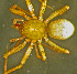  ( - TRD-ARA149)  @14 [ ] CreativeCommons - Attribution Non-Commercial Share-Alike (2014) Arne Fjellberg Arne Fjellberg Entomological Research