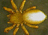  ( - TRD-ARA150)  @13 [ ] CreativeCommons - Attribution Non-Commercial Share-Alike (2014) Arne Fjellberg Arne Fjellberg Entomological Research