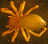  ( - TRD-ARA151)  @14 [ ] CreativeCommons - Attribution Non-Commercial Share-Alike (2014) Arne Fjellberg Arne Fjellberg Entomological Research