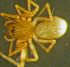  (Porrhomma pallidum - TRD-ARA156)  @14 [ ] CreativeCommons - Attribution Non-Commercial Share-Alike (2014) Arne Fjellberg Arne Fjellberg Entomological Research