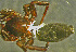  ( - TRD-ARA164)  @12 [ ] CreativeCommons - Attribution Non-Commercial Share-Alike (2014) Arne Fjellberg Arne Fjellberg Entomological Research
