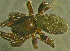  (Zelotes subterraneus - TRD-ARA165)  @15 [ ] CreativeCommons - Attribution Non-Commercial Share-Alike (2014) Arne Fjellberg Arne Fjellberg Entomological Research
