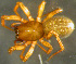  ( - TRD-ARA175)  @14 [ ] CreativeCommons - Attribution Non-Commercial Share-Alike (2014) Arne Fjellberg Arne Fjellberg Entomological Research