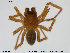  ( - TRD-ARA09)  @14 [ ] CreativeCommons - Attribution Non-Commercial Share-Alike (2014) NTNU University Museum, Department of Natural History NTNU University Museum, Department of Natural History
