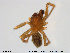  ( - TRD-ARA10)  @11 [ ] CreativeCommons - Attribution Non-Commercial Share-Alike (2014) NTNU University Museum, Department of Natural History NTNU University Museum, Department of Natural History