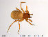  ( - TRD-ARA13)  @11 [ ] CreativeCommons - Attribution Non-Commercial Share-Alike (2014) NTNU University Museum, Department of Natural History NTNU University Museum, Department of Natural History