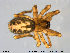  ( - TRD-ARA23)  @11 [ ] CreativeCommons - Attribution Non-Commercial Share-Alike (2014) NTNU University Museum, Department of Natural History NTNU University Museum, Department of Natural History