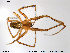  ( - TRD-ARA27)  @14 [ ] CreativeCommons - Attribution Non-Commercial Share-Alike (2014) NTNU University Museum, Department of Natural History NTNU University Museum, Department of Natural History