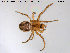  ( - TRD-ARA29)  @14 [ ] CreativeCommons - Attribution Non-Commercial Share-Alike (2014) NTNU University Museum, Department of Natural History NTNU University Museum, Department of Natural History