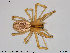  (Pityohyphantes phrygianus - TRD-ARA30)  @15 [ ] CreativeCommons - Attribution Non-Commercial Share-Alike (2014) NTNU University Museum, Department of Natural History NTNU University Museum, Department of Natural History