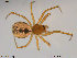  ( - TRD-ARA42)  @11 [ ] CreativeCommons - Attribution Non-Commercial Share-Alike (2014) NTNU University Museum, Department of Natural History NTNU University Museum, Department of Natural History