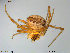  ( - TRD-ARA43)  @13 [ ] CreativeCommons - Attribution Non-Commercial Share-Alike (2014) NTNU University Museum, Department of Natural History NTNU University Museum, Department of Natural History
