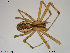  ( - TRD-ARA44)  @14 [ ] CreativeCommons - Attribution Non-Commercial Share-Alike (2014) NTNU University Museum, Department of Natural History NTNU University Museum, Department of Natural History