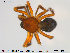  ( - TRD-ARA81)  @11 [ ] CreativeCommons - Attribution Non-Commercial Share-Alike (2014) NTNU University Museum, Department of Natural History NTNU University Museum, Department of Natural History