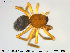  ( - TRD-ARA82)  @11 [ ] CreativeCommons - Attribution Non-Commercial Share-Alike (2014) NTNU University Museum, Department of Natural History NTNU University Museum, Department of Natural History