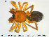  ( - TRD-ARA83)  @11 [ ] CreativeCommons - Attribution Non-Commercial Share-Alike (2014) NTNU University Museum, Department of Natural History NTNU University Museum, Department of Natural History