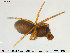  ( - TRD-ARA85)  @11 [ ] CreativeCommons - Attribution Non-Commercial Share-Alike (2014) NTNU University Museum, Department of Natural History NTNU University Museum, Department of Natural History
