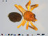  ( - TRD-ARA87)  @11 [ ] CreativeCommons - Attribution Non-Commercial Share-Alike (2014) NTNU University Museum, Department of Natural History NTNU University Museum, Department of Natural History